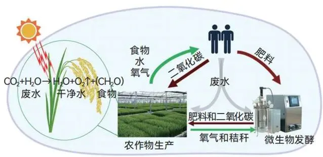 在太空种粮、种菜进展到了哪一步？