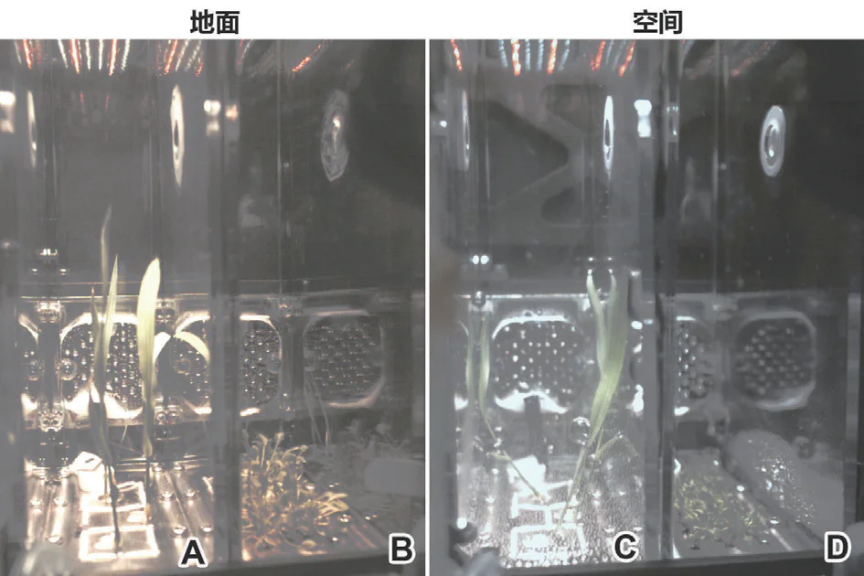 在太空种粮、种菜进展到了哪一步？