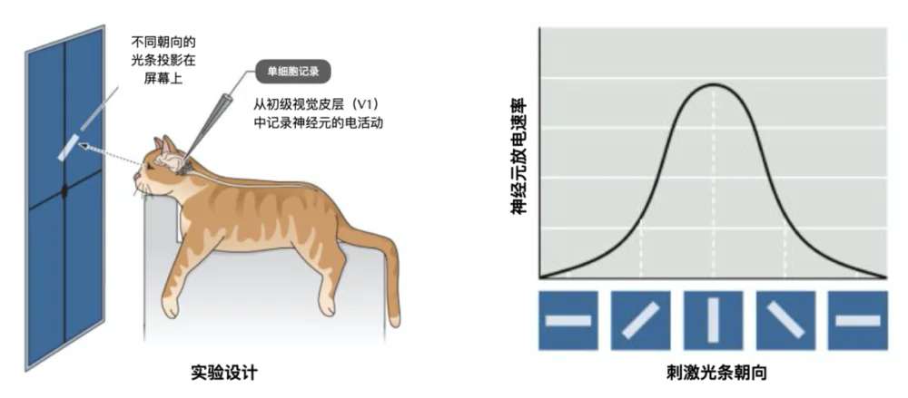 “民主”的神经网络：向不完美妥协