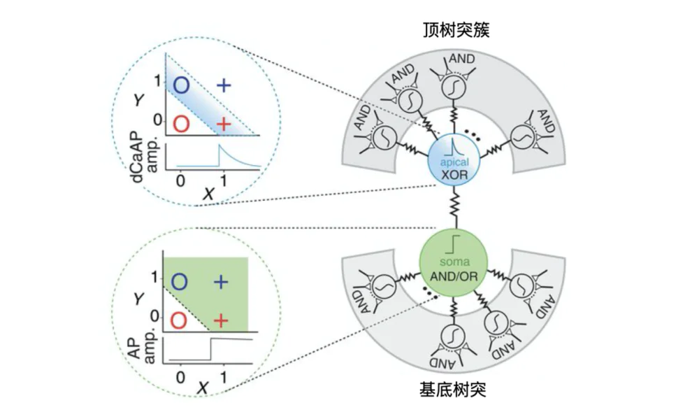 “民主”的神经网络：向不完美妥协